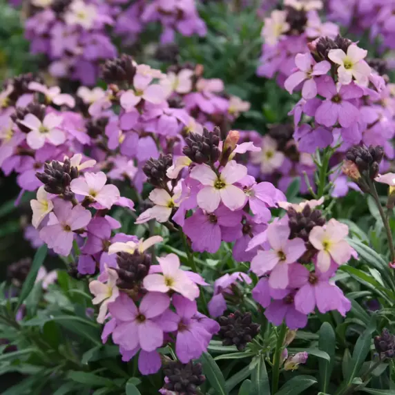 Erysimum 'Poem Lavender' 2L - image 3