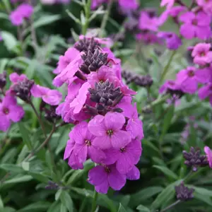 Erysimum 'Poem Lilac' 1L - image 1