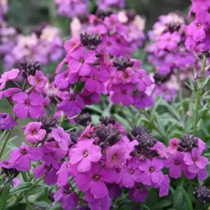 Erysimum 'Poem Lilac' 1L - image 3