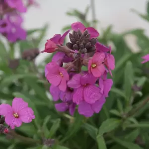 Erysimum 'Poem Lilac' 1L - image 2