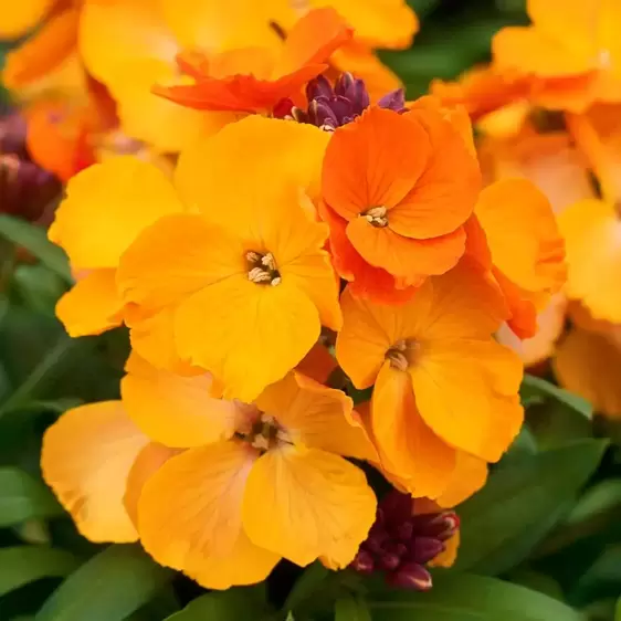 Erysimum 'Rysi Copper'