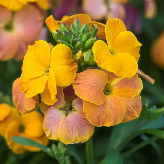 Erysimum 'Spring Breeze Sunset' 1L - image 1