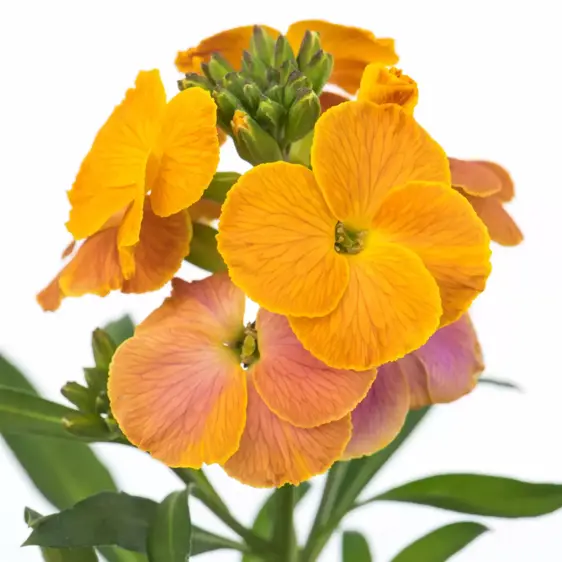 Erysimum 'Spring Breeze Sunset' 1L - image 2