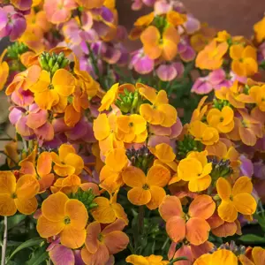 Erysimum 'Spring Breeze Sunset' 1L - image 3