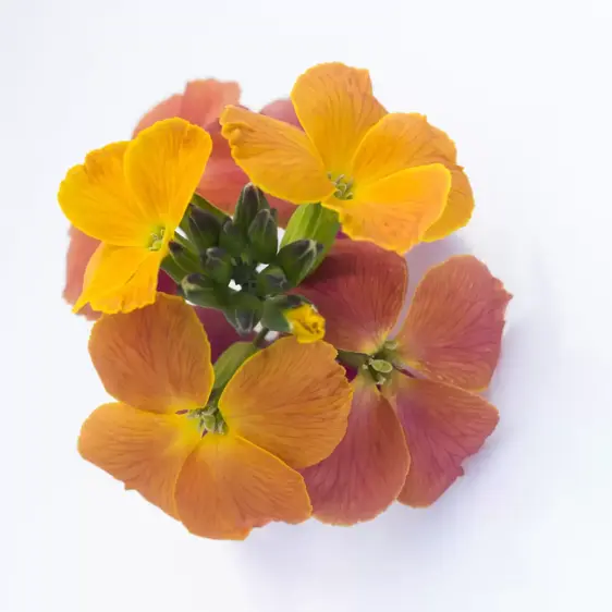 Erysimum 'Spring Breeze Sunset' 1L - image 4