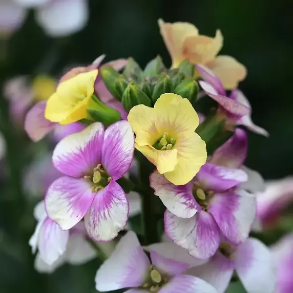 Erysimum 'Winter Charm' 2L