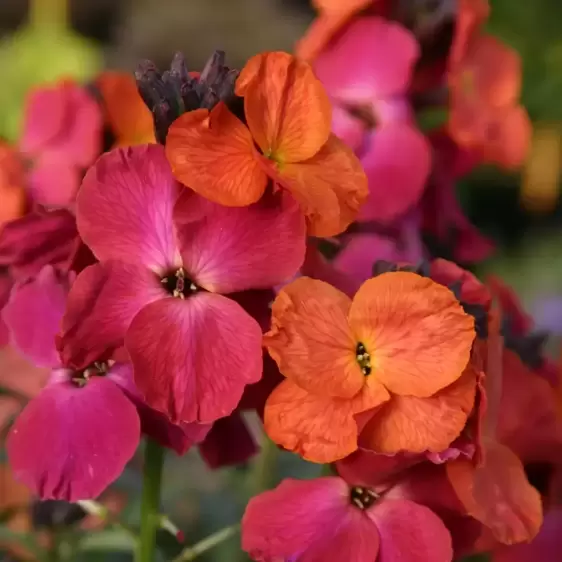 Erysimum 'Winter Orchid'