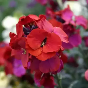 Erysimum 'Winter Passion' 2L