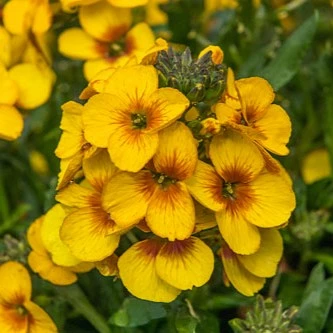 Erysimum 'Winter Spirit'