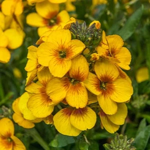 Erysimum 'Winter Spirit'