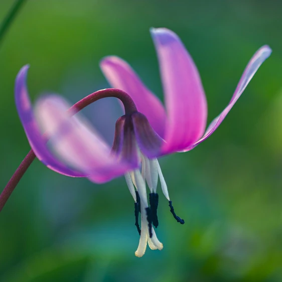 Erythronium dens-canis - image 2