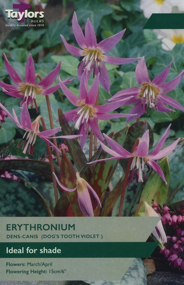 Erythronium Dens-Canis