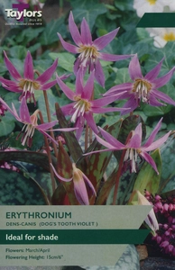 Erythronium Dens-Canis