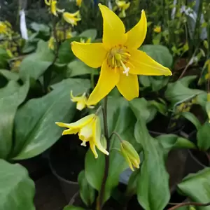 Erythronium 'Pagoda'