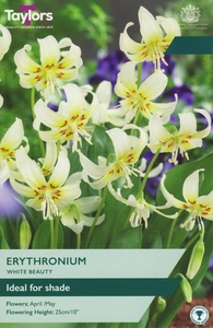Erythronium White Beauty