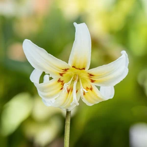 Erythronium californicum 'White Beauty' - image 2