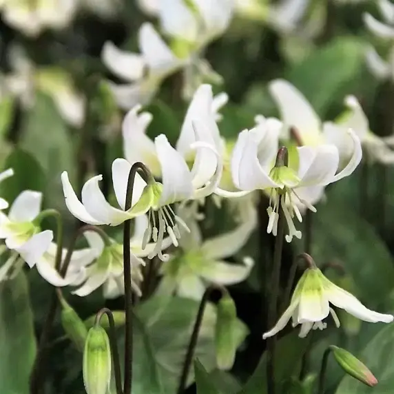 Erythronium californicum 'White Beauty' - image 1