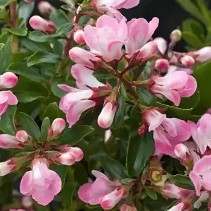 Escallonia 'Apple Blossom'