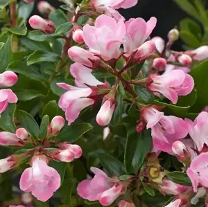 Escallonia 'Apple Blossom' 10L