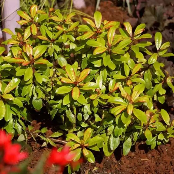 Escallonia 'Glowing Embers' 2L - image 5