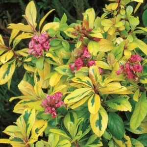 Escallonia laevis 'Gold Ellen' 3L