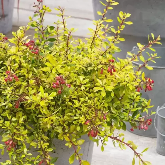 Escallonia 'Golden Carpet' 3L