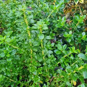 Escallonia 'Peach Blossom'