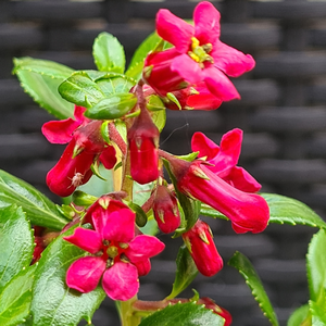 Image Credit: Genesis Plant Marketing Ltd