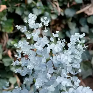 Eucalyptus gunnii 'Azura' 6L - image 4