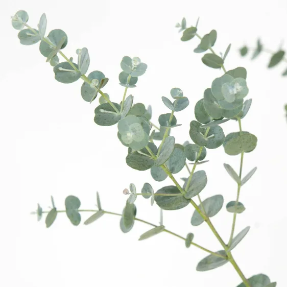 Eucalyptus gunnii 'Azura' 6L - image 2