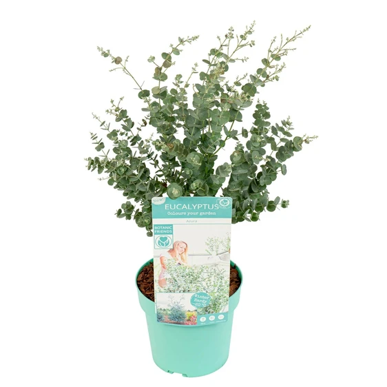 Eucalyptus gunnii 'Azura' 3L - image 4