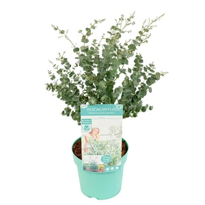 Eucalyptus gunnii 'Azura' 3L - image 4