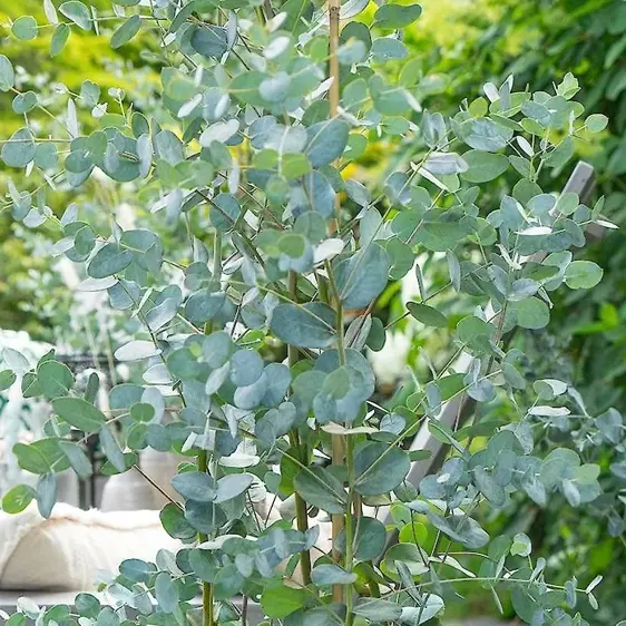 Eucalyptus gunnii 'Blaue Liebe' - image 1