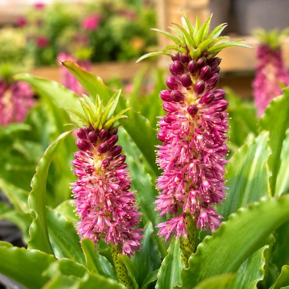 Eucomis Aloha Nani 'Leia' - image 1