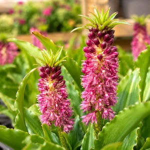 Eucomis Aloha Nani 'Leia' - image 1