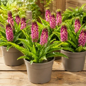 Eucomis Aloha Nani 'Leia' - image 2