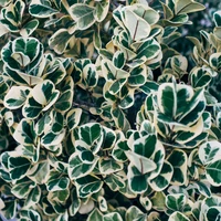 Euonymus