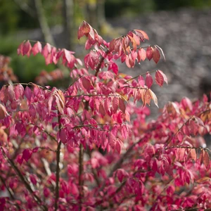 Euonymus alatus 5L - image 2