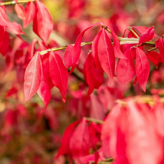 Euonymus alatus 5L - image 1