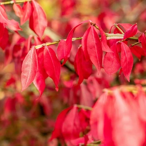 Euonymus alatus 5L - image 1