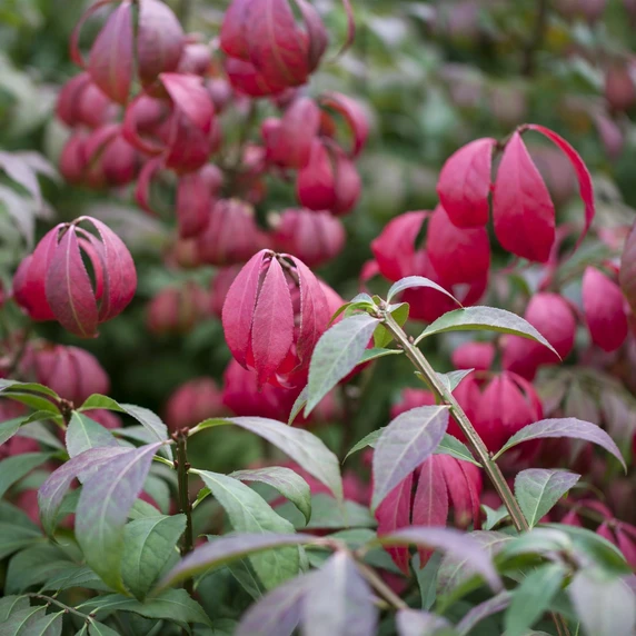 Euonymus alatus 'Compactus' 40L - image 2