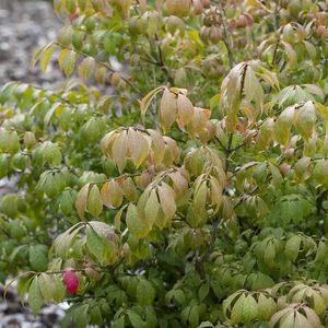 Euonymus alatus 'Compactus' 40L - image 3