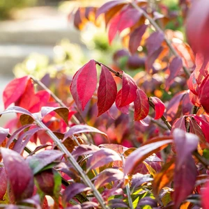 Euonymus alatus 'Compactus' (Large)
