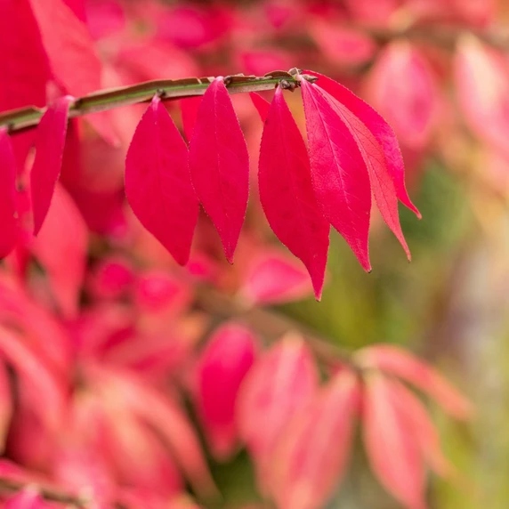 Euonymus alatus 'Chicago Fire' - image 1