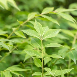 Euonymus alatus 'Chicago Fire' - image 2