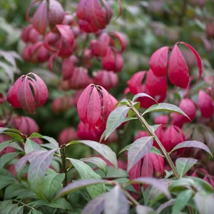 Euonymus alatus 'Chicago Fire' - image 3