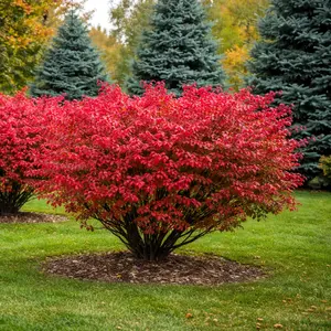 Euonymus alatus 'Chicago Fire' - image 4