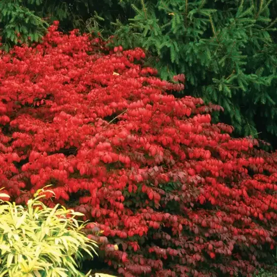 Image Credit: Proven Winners