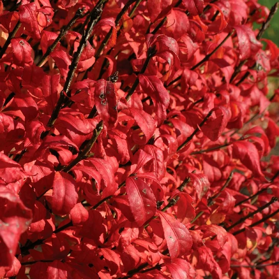 Image Credit: Proven Winners