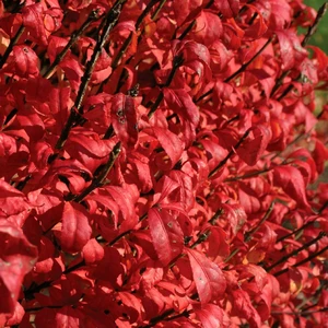 Image Credit: Proven Winners